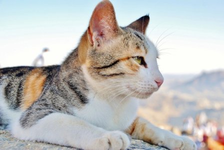 cat_cat_face_cats_eyes_240527 (1).jpg