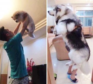 dogs-growing-up-before-after-user-submissions-107-594b666253a82__700.jpg