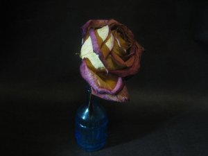 IMG_4754.jpg