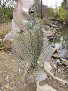 crappie2.jpg