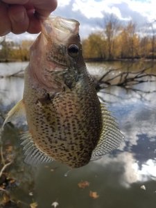 crappie3.jpg