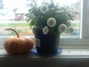 Plant.jpg