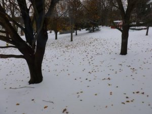 fall leaves (800x600).jpg