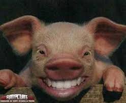 pig.jpg