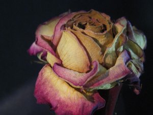 IMG_5112.jpg