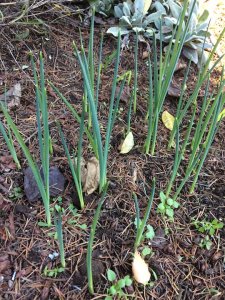 SpringBulbs.JPG