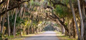SpanishMoss.jpg