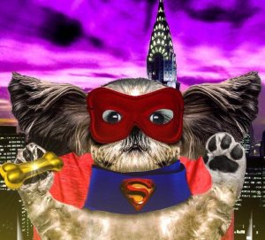 Super-Shih-Tzu--134160 (2).jpg