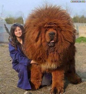 16-biggest-dogs-in-the-world5.jpg