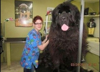 16-biggest-dogs-in-the-world11.jpg