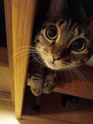 Deja Innocent Under Computer.jpg