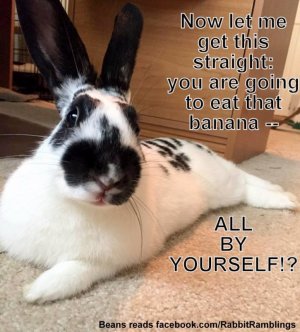 rabbit3.jpg