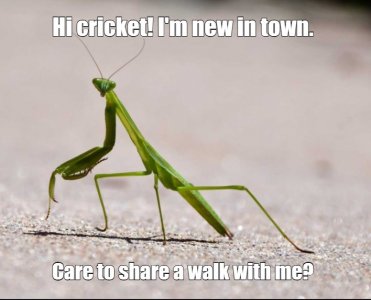 praying mantis.jpg