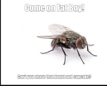 fly.jpg