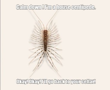 house centipede.jpg