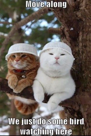cat4.jpg