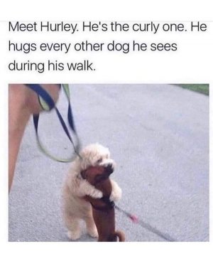 doghugsdogs.jpg