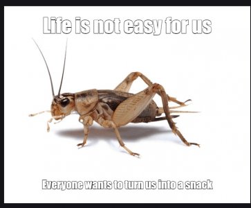 cricket.jpg