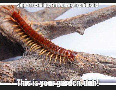 centipede.jpg