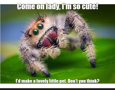 spider.jpg