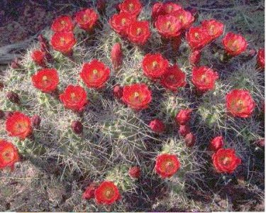 cactus01.jpg