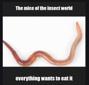 earth worms.jpg