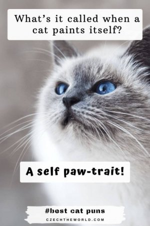 cat1.jpg