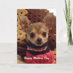 cute_chihuahua_mothers_day_card-.jpg