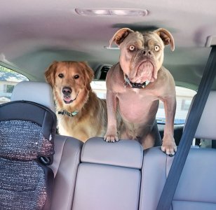 funny-animal-faces-81-66b0a1bf8d196__700.jpg