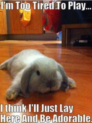 rabbit6.jpg