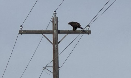 Eaglepowerpole.jpg