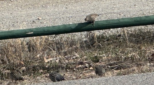Quail.jpg