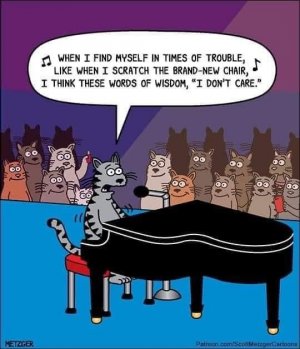 catfunny2.jpg