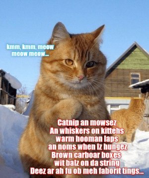 cat40.jpg
