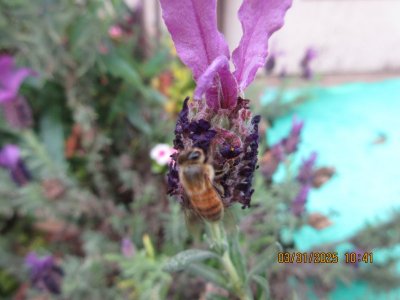 IMG_8649.JPG