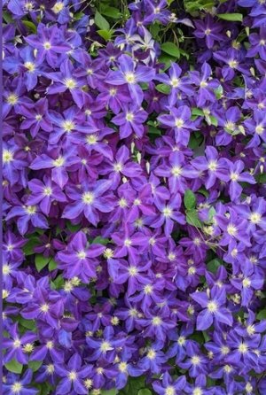 purple flowers2.jpg
