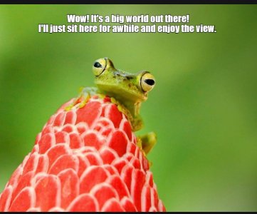 frog.jpg