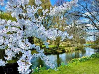 canal-snowdrops- april HD.jpg