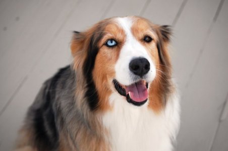 2014.10.25 Maya on the deck.jpg 2014.10.25 Maya on the deck.jpg