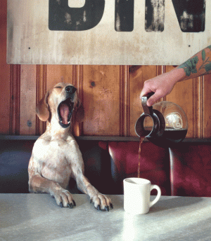 coffee dog.gif