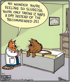Doc Cat Naps.jpg