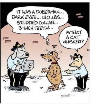 Dobe or Cat.jpg