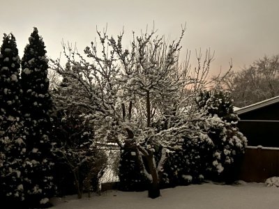 Peach Tree.jpg