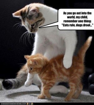 cat12.jpg