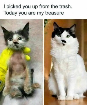 cat13.jpg