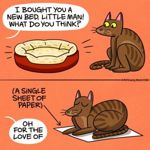 cat25.jpg