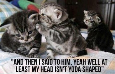 cat7.jpg