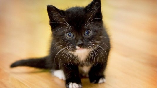 708255-kittens-kitten-cat-cats-baby-cute.jpg