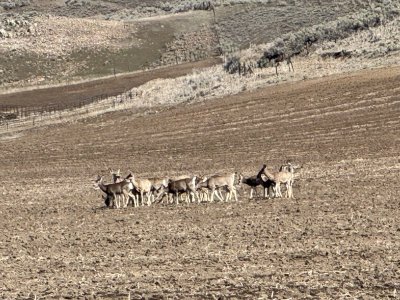 Deerherd.jpg