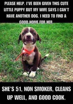 dog11.jpg